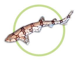 網紋貓鯊 網紋貓鯊