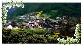 四川綿竹梨花節 四川綿竹梨花節