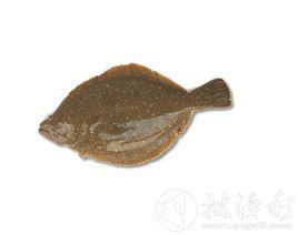 牙片魚 牙片魚
