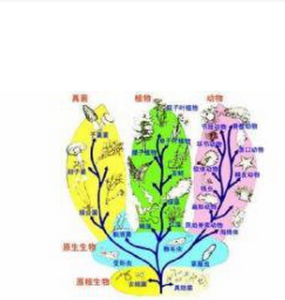 生物分類學 生物分類學