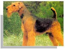 萬能更犬 萬能更犬