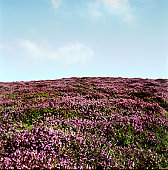 （圖）春天石南