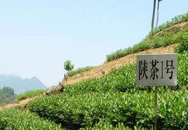 茶樹陝茶1號 茶樹陝茶1號