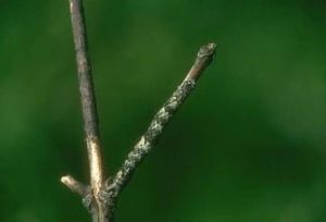 宿主擬態 宿主擬態