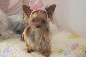 約克夏梗犬 約克夏梗犬