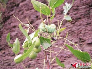 茶樹黃刺蛾幼蟲（圖1）