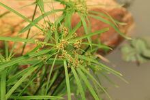 風車草[莎草科莎草屬植物]