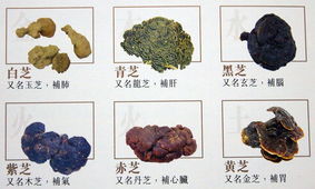 五色靈芝 五色靈芝