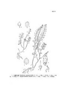 銅錢葉白珠 銅錢葉白珠