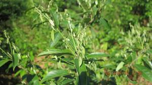 多穗石柯[植物]