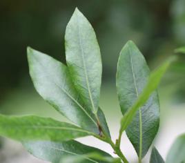 月桂葉[中藥]
