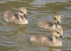 黑額黑雁 黑額黑雁