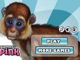 養了一隻小猴子 養了一隻小猴子