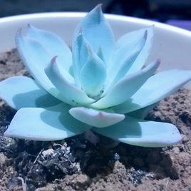 薄葉藍鳥 薄葉藍鳥