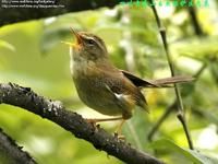 強腳樹鶯 強腳樹鶯