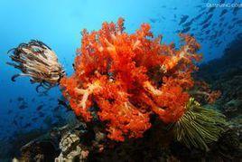 普氏海百合 普氏海百合