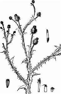 深裂刺頭菊 深裂刺頭菊