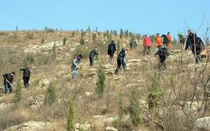 市中區森林資源