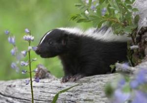 阿肯色州臭鼬 阿肯色州臭鼬