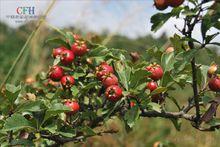 南山楂植物形態-野山楂