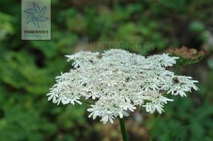 鴨巴前胡 鴨巴前胡