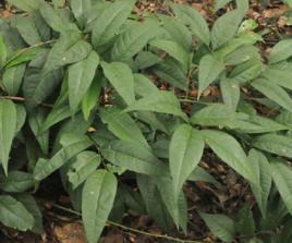 貓鬍子花 貓鬍子花