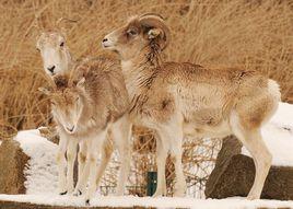 盤羊帕米爾亞種 盤羊帕米爾亞種
