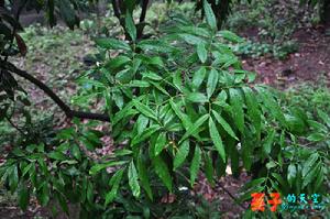 瀘縣新路老街 瀘縣新路老街