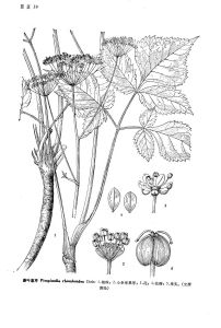 菱葉茴芹 菱葉茴芹