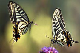 化蝶[莊周夢蝶]