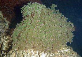 花瓶珊瑚 花瓶珊瑚