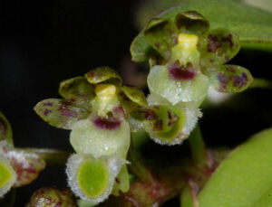 滇南盆距蘭 滇南盆距蘭