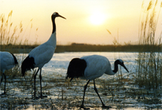 吉林高新技術產業開發區