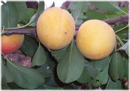 莘縣凱特杏 莘縣凱特杏