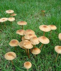 仙環小皮傘[仙環小皮傘]