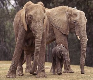 研究人員發現動物在分娩前很短的時間內會進行低頻交流