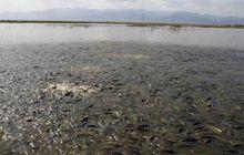 萬畝特種水產養殖基地