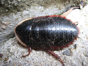 東方水蠊 東方水蠊