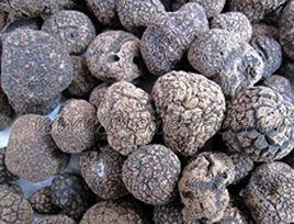 中國松露 中國松露