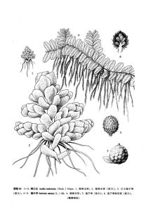 滿江紅(原變種) 滿江紅(原變種)