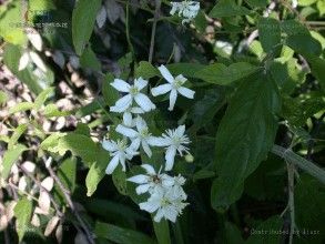 秦嶺鐵線蓮 秦嶺鐵線蓮