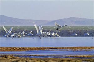 達里諾爾國家級自然保護區