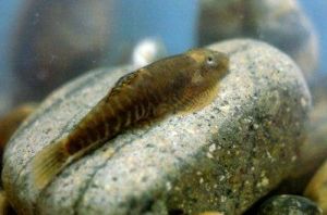 九龍江擬腹吸鰍 九龍江擬腹吸鰍