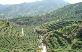 翠蘭[茶的一種]