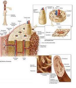 骨膠原纖維 骨膠原纖維