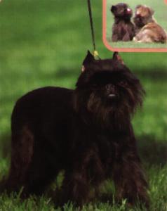 阿芬品梗 阿芬品梗