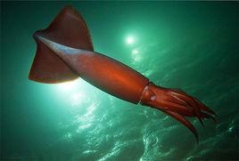 美洲大赤魷 美洲大赤魷