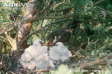 雌鳥在給鳥巢中的雛鳥餵食