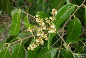 安順木姜子 安順木姜子