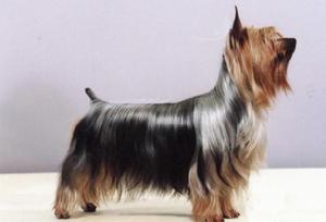 澳大利亞絲毛梗(圖5)